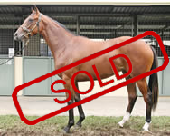BEL ESPRIT/BEAUTY WORLD FILLY